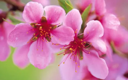 تصویر فوق العاده قشنگ از شکوفه صورتی درخت زیبای هلو 