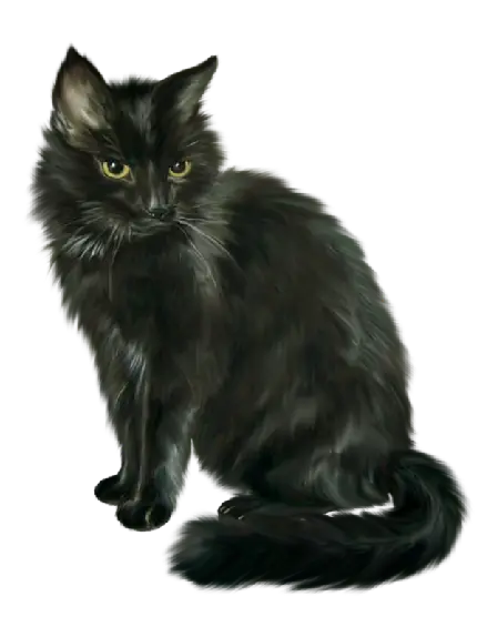 دانلود رایگان عکس گربه سیاه و مشکی با کیفیت بالا و دوربری شده