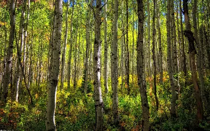 دانلود عکس با کیفیت از جنگل و تنه باریک درختان 