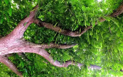 عکس استوک درخت تنومند با ساقه های قوی و بزرگ در طبیعت وحشی