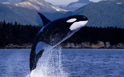عکس وال قاتل که به آن نهنگ اورکا Orca هم گفته می شود