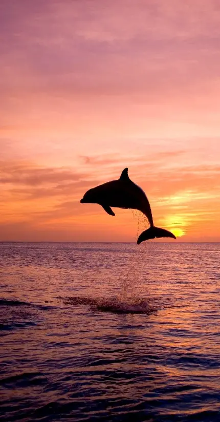 بک گراند دلفین برای گوشی با زمینه غروب صورتی رنگ دریا