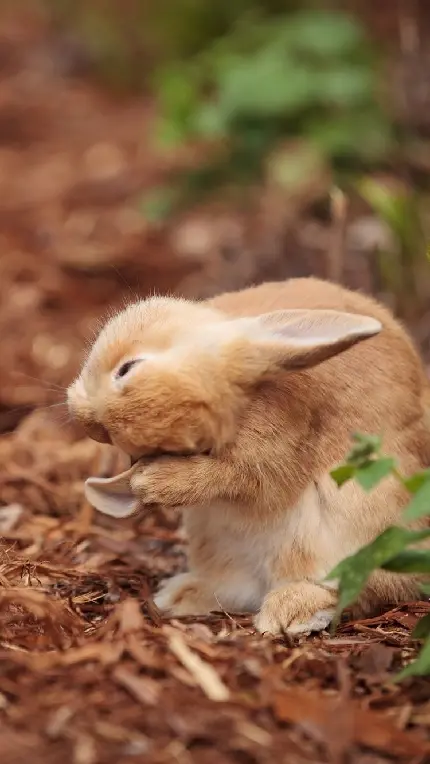 عکس گوگولی و کیوت خرگوش وحشی در طبیعت با کیفیت عالی 
