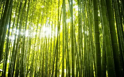 نمای چشم نواز ذن طبیعت نور رد شده خورشید از درخت های بامبو 