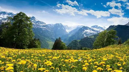 عکس علفزار و گل های زرد با چشم انداز مراتع باطراوت کوهستانی