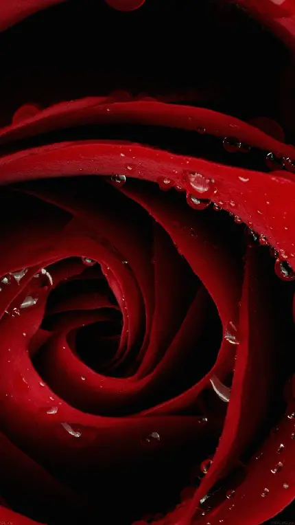 عکس رز قرمز طبیعی یکی از شناخته ‌شده ‌ترین گل ‌های جهان