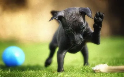 عکس سگ سیاه مینیاتوری بامزه دکوری با کیفیت بالا ‌‌