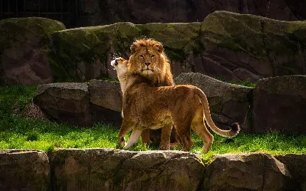 عکس با کیفیت سلطان جنگل شیر نر و شیر ماده در آغوش عاشقانه