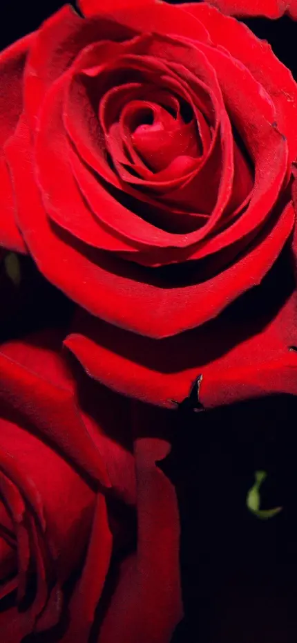 تصویر پس زمینه گل رز قرمز مخملی با کیفیت نسبتا خوب برای گوشی