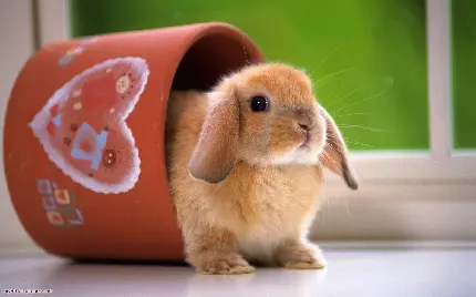 کیوت ترین عکس خرگوش واقعی در لیوان برای محیط کامپیوتر
