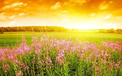 تصویر بهترین منظره تابستانی با گل های صورتی در دشت سبز و زیر نور زرد آفتاب