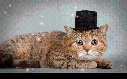تصویر زمینه گربه گوگولی با کلاه شعبده و زمینه طوسی