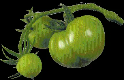 عکس پی ان جی گوجه فرنگی سبز با شکل و پوست متفاوت و کمیاب