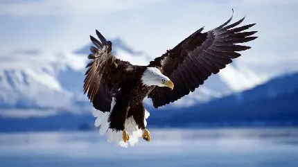 فایل JPG زیبا و رایگان از پرنده عقاب سرسفید در فصل زمستان