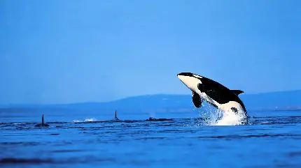 تصویر زمینه نهنگ قاتل در حال پرش ویژه محیط لپ تاپ