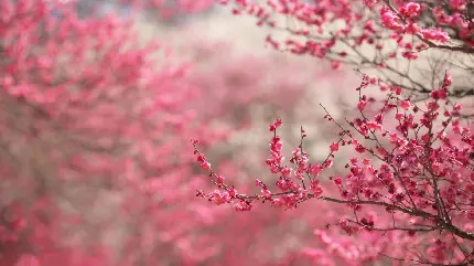 منظره ای حیرت بر انگیز از شکوفه های سرخابی سیب برای چاپ