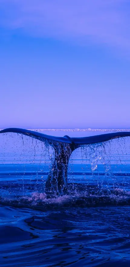 دانلود والپیپر نهنگ کوهان دار برای انواع گوشی موبایل