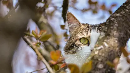 نیم رخ گوگولی از گربه چشم سبز کیوت در میان برگ های پاییزی