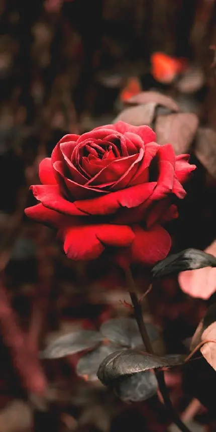 عکس گل رز قرمز زیبا با جایگاه ویژه در ادبیات و شعر و هنر