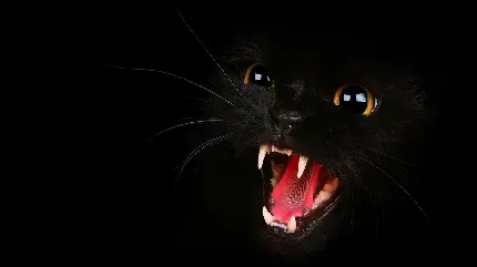 عکس گربه سیاه ترسناک با دندان های تیز با کیفیت Full Hd