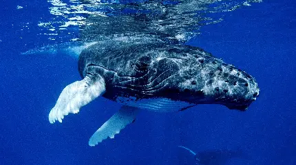 عکس نهنگ زیبا و تماشایی با کیفیت بالا