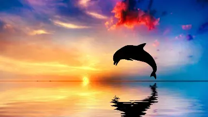 عکس دلفین بسیار زیبا و تماشایی با زمینه آسمان رنگارنگ