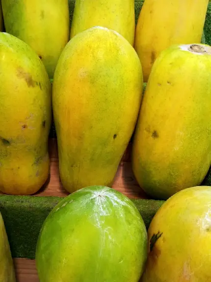 بک گراند میوه پاپایا ملس لذیذ مخصوص محیط گوشی آیفون