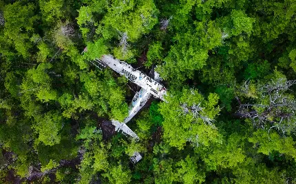 عکس فول اچ دی هواپیمای سقوط کرده روی درختان سبز جنگل