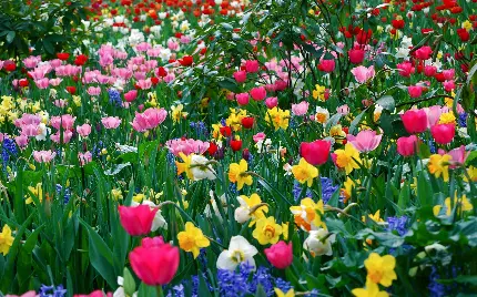 عکس استوک علفزار قدیمی و گل های شاداب و تازه بهاری
