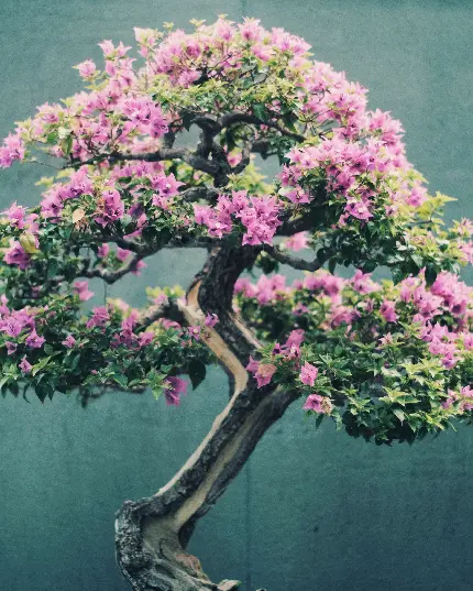  عکس جالب و زیبا از درخت بونسای با گل های صورتی و قشنگ 
