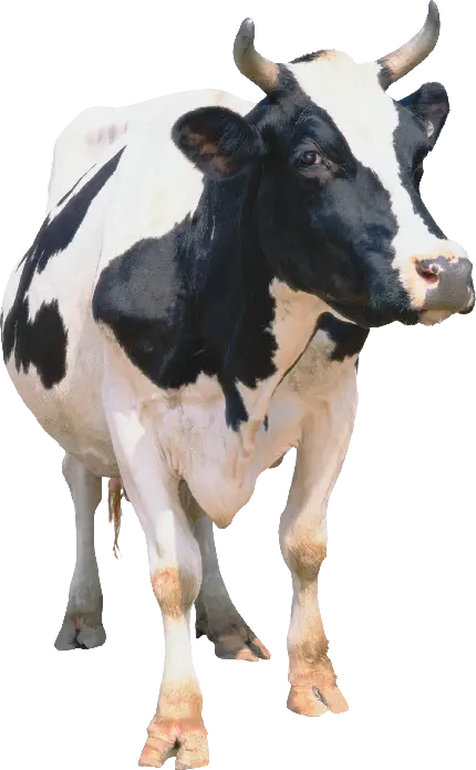 تصویر رایگان فول اچ دی full HD گاو واقعی بدون بکگراند 