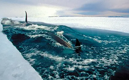 دریافت عکس زمینه خوشگل از نهنگ های قاتل در سطح آب قطب شمال