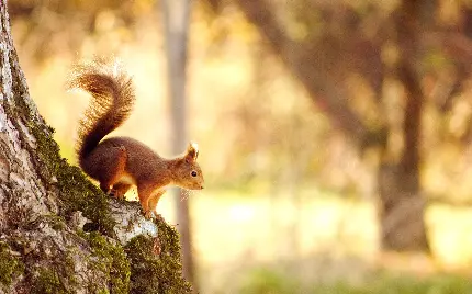 تصاویر زیبا و جالب از زندگی سنجاب های واقعی و خوشگل در طبیعت