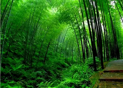قشنگ ترین عکس جنگل بامبو مناسب والپیپر دسکتاپ کامپیوتر