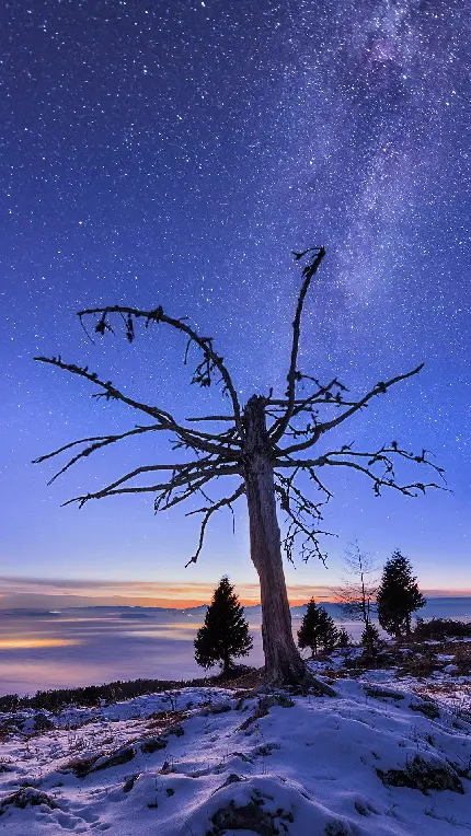 عکس فوق العاده زیبا از درخت خشک شده‌ در زمستان 