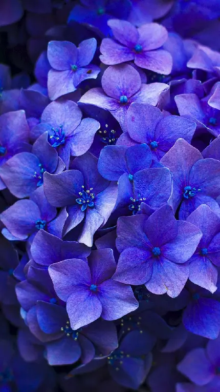 دانلود عکس زیباترین گل های بهار به رنگ خاص و استثنایی