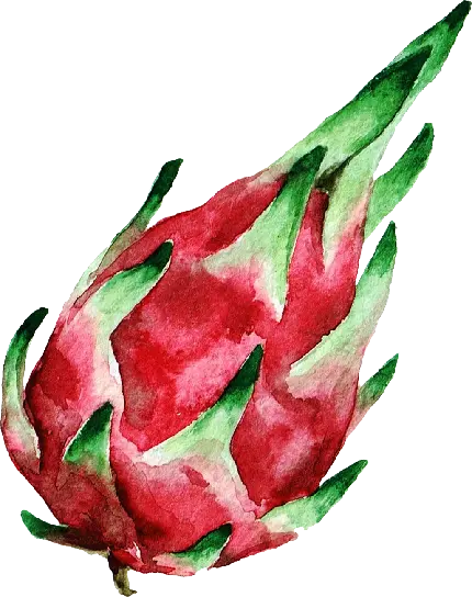 دانلود عکس میوه اژدها قرمز با قسمت هایی به رنگ سبز png