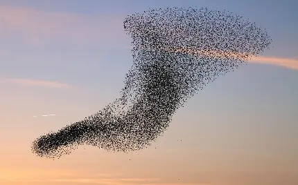 پرواز گروهی پرندگان زیبای وحشی در آسمان در یک قاب هنری