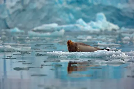 عکس فک قطبی دریایی تپل در طبیعت برفی قطب شمال بر روی تکه یخ