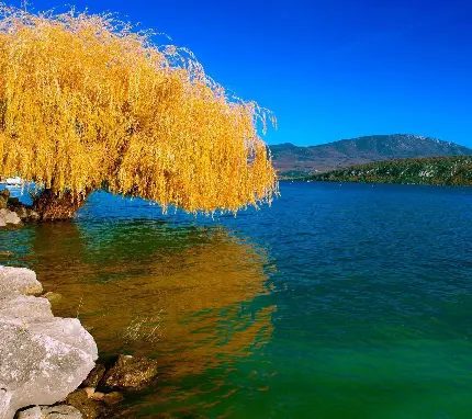 عکس زیبا و باشکوه منظره تک درخت کنار رود با برگ های زرد