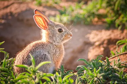 عکس استوک فوق العاده زیبای خرگوش وحشی زیر نور آفتاب 