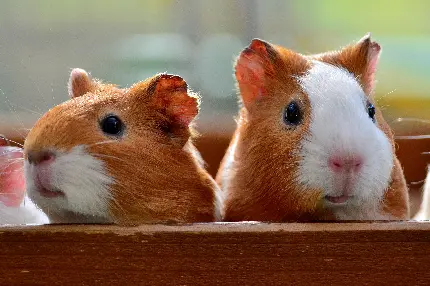  عکس خارق‌العاده از دوتا خوکچه خنگول و ناناز خوکچه 