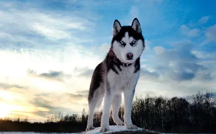 بک گراند سگ هاسکی چشم یخی پرابهت با زمینه جنگل خشک و برفی