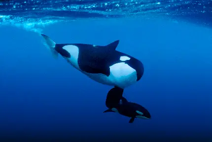 عکس نهنگ اورکا مادر در کنار فرزندش برای عکس زمینه ویندوز