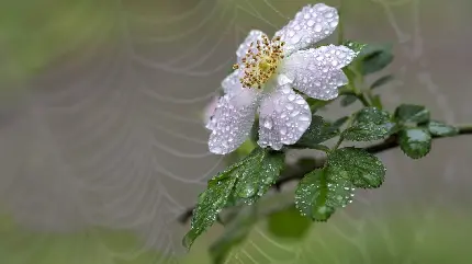 نگاره ای دلچسب و شگفت آور از گل بابونه با قطرات باران