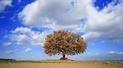 دانلود عکس زمینه تک درخت خاطره انگیز با برگ های نارنجی پاییزی برای ویندوز