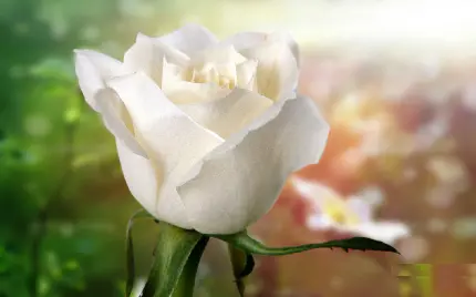 عکس رز سفید زیبا یکی از جاودانه ترین نماد های عشق و معصومیت