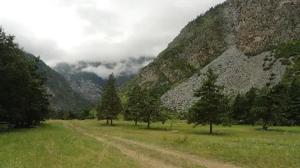 تصویر طبیعت دست نخورده با درختان کاج جوان زیر آسمان ابری ملیح و دلنشین