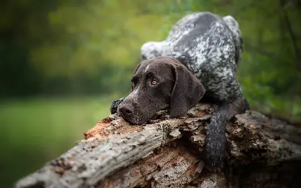 والپیپر فوق العاده زیبا از سگ سیاه مظلوم با چشمان قشنگ