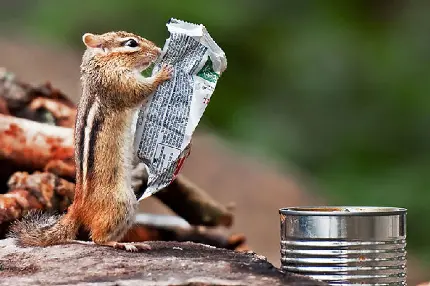 بکگراند شگفت آور و جالب از سنجاب پر حال خوردن غذا 